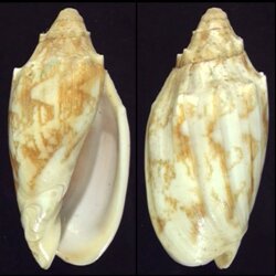 Cymbiola vespertilio