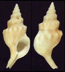 Euthria queketti