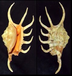 Lambis crocata crocata