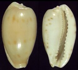 Erronea rabaulensis