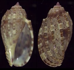 Harpa amouretta