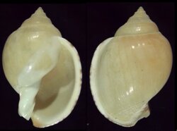 Semicassis inornata
