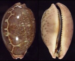 Leporicypraea mappa mappa