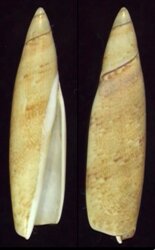 Terebellum terebellum