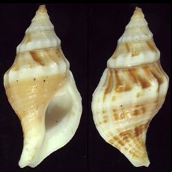 Euthria ponsonbyi
