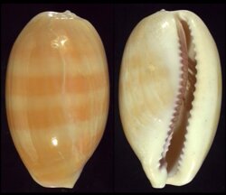 Lyncina carneola