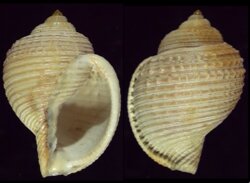 Eudolium bairdii