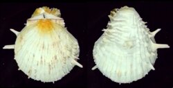 Spondylus americanus