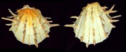 Spondylus americanus