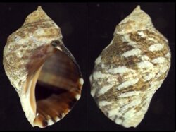 Nucella dubia