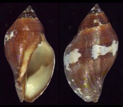 Nassa francolina