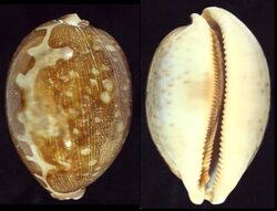 Leporicypraea mappa mappa