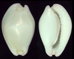 Calpurnus verrucosus