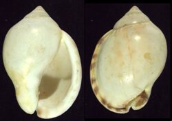 Semicassis zeylanica fma iredalei