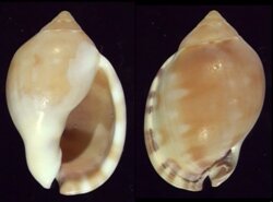 Semicassis zeylanica fma iredalei