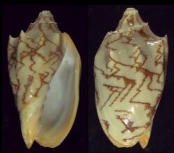 Cymbiola vespertilio