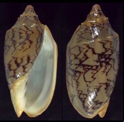 Cymbiola vespertilio