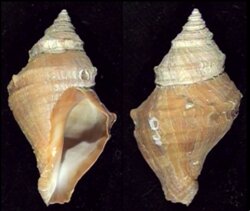 Nucella lamellosa