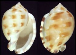Semicassis zeylanica iheringi