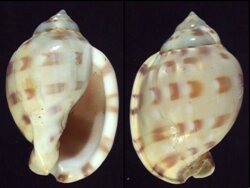 Semicassis zeylanica iheringi
