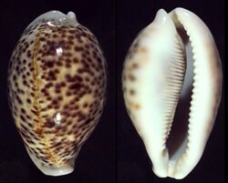 Cypraea pantherina