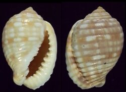 Malea pomum