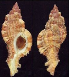 Naquetia fosteri