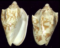 Cymbiola vespertilio