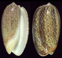 Oliva elegans