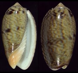 Oliva elegans