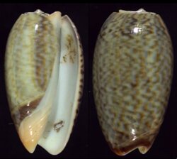Oliva elegans