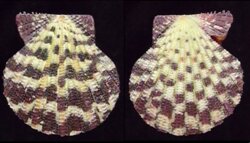 Gloripallium pallium