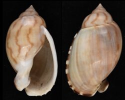 Casmaria erinacea