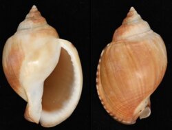 Semicassis inornata
