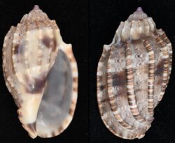 Harpa amouretta