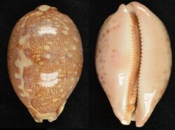 Leporicypraea mappa mappa