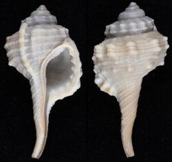 Ranularia pyrulum