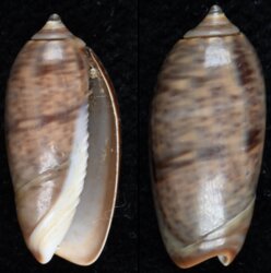 Oliva bulbiformis