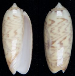 Oliva hirasei