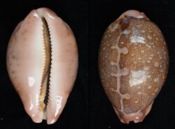 Leporicypraea mappa mappa
