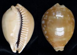 Callistocypraea leucodon tenuidon