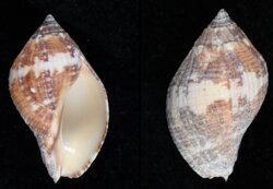 Nassa francolina