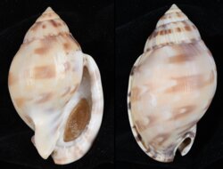 Semicassis zeylanica iheringi