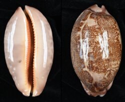Leporicypraea rosea ultraviola