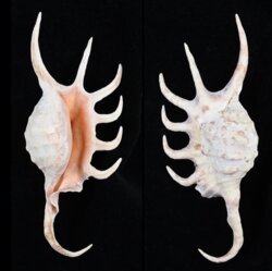 Lambis crocata crocata