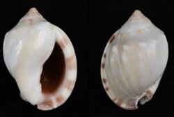 Semicassis zeylanica iheringi