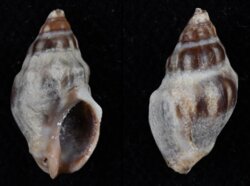 Cominella glandiformis