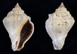 Volema myristica