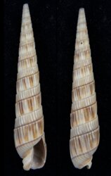 Duplicaria bharatensis