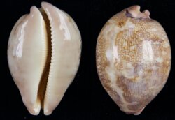 Leporicypraea mappa mappa